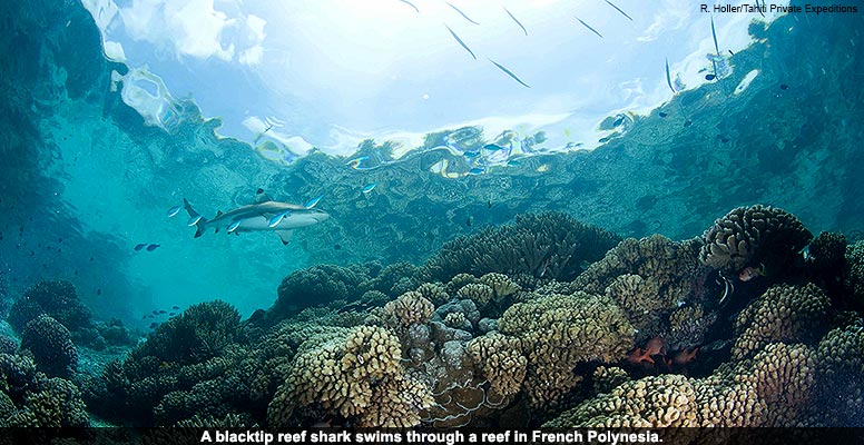 French Polynesia and the Cook Islands