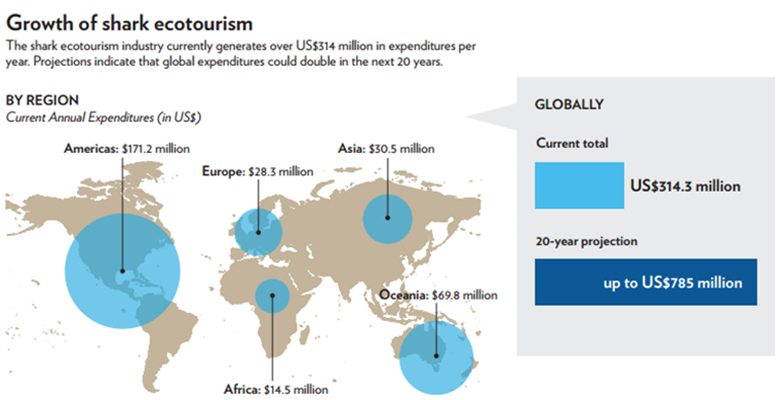 Shark ecotourism