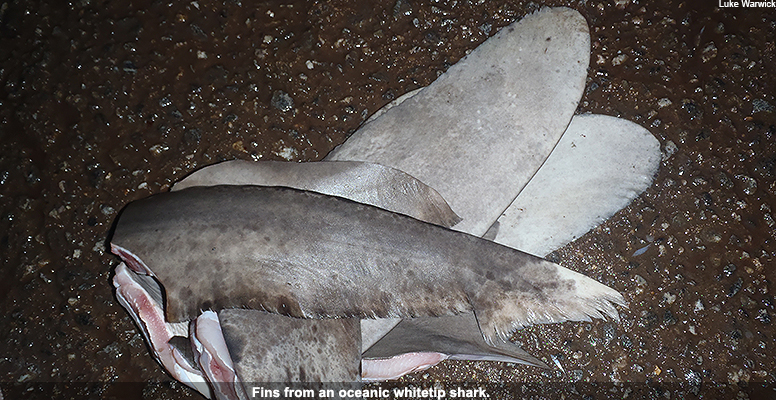 EU shark finning