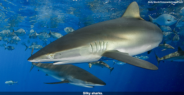 Silky sharks