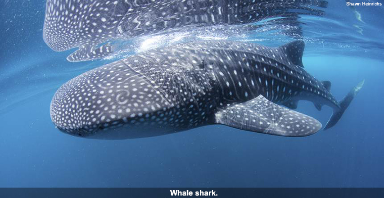 Whale shark