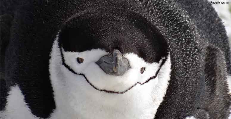 Chinstrap penguin