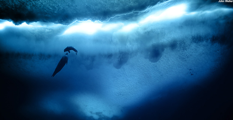 Weddell seals