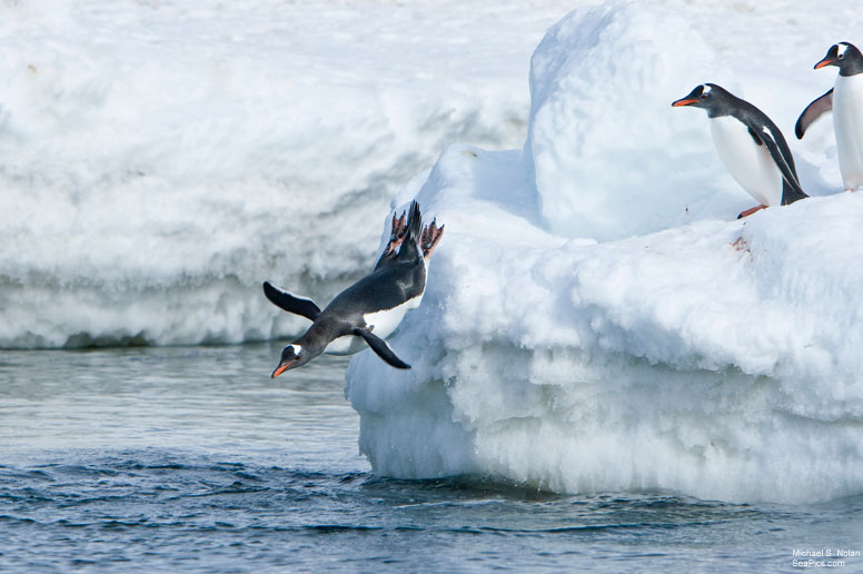 sos-penguin-awareness-776-TE.jpg