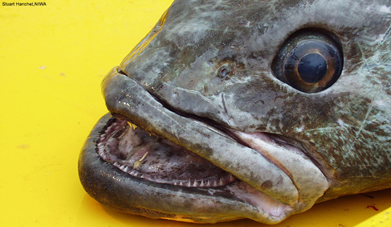 Antarctic toothfish