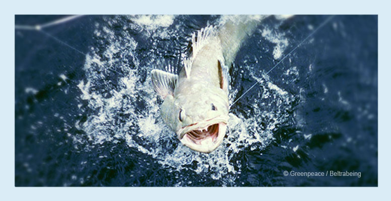Antarctic toothfish