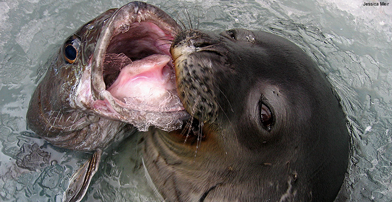 Toothfish and Weddell seal