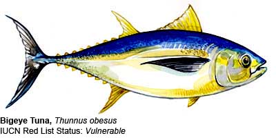 tuna-bigeye-iucn-400-lw