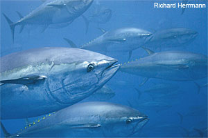 Bluefin Tuna