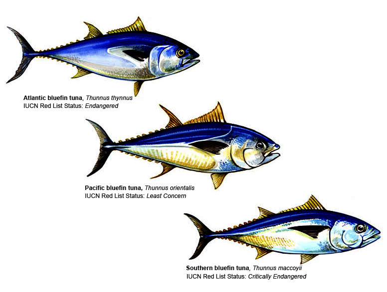 Maps: Global Tuna Management