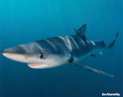 Blue shark