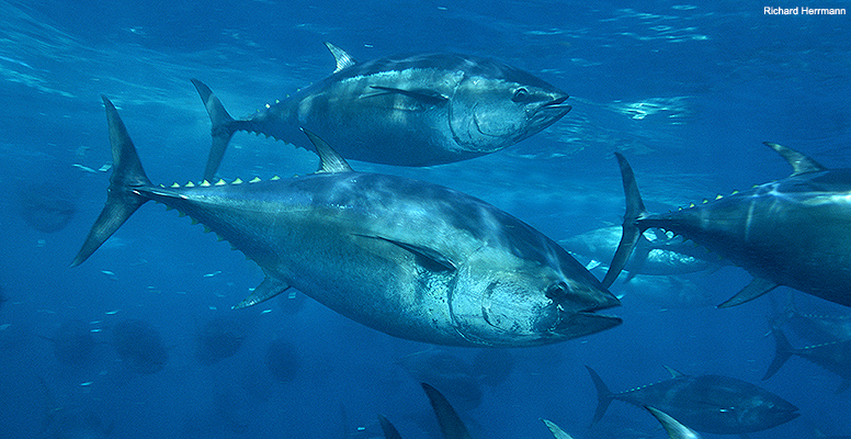 atún aleta azul del Pacífico