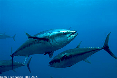 Atlantic Bluefin Tuna