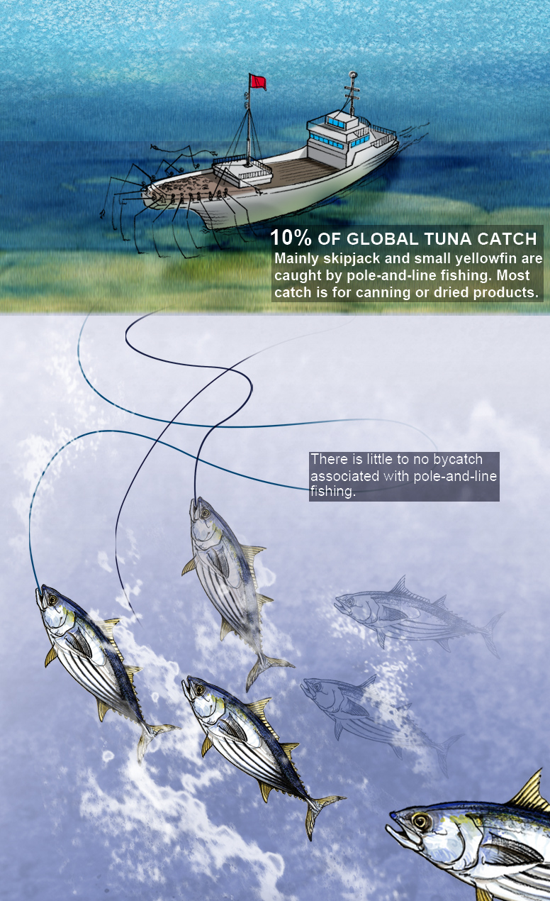 Global Tuna Fishing  The Pew Charitable Trusts