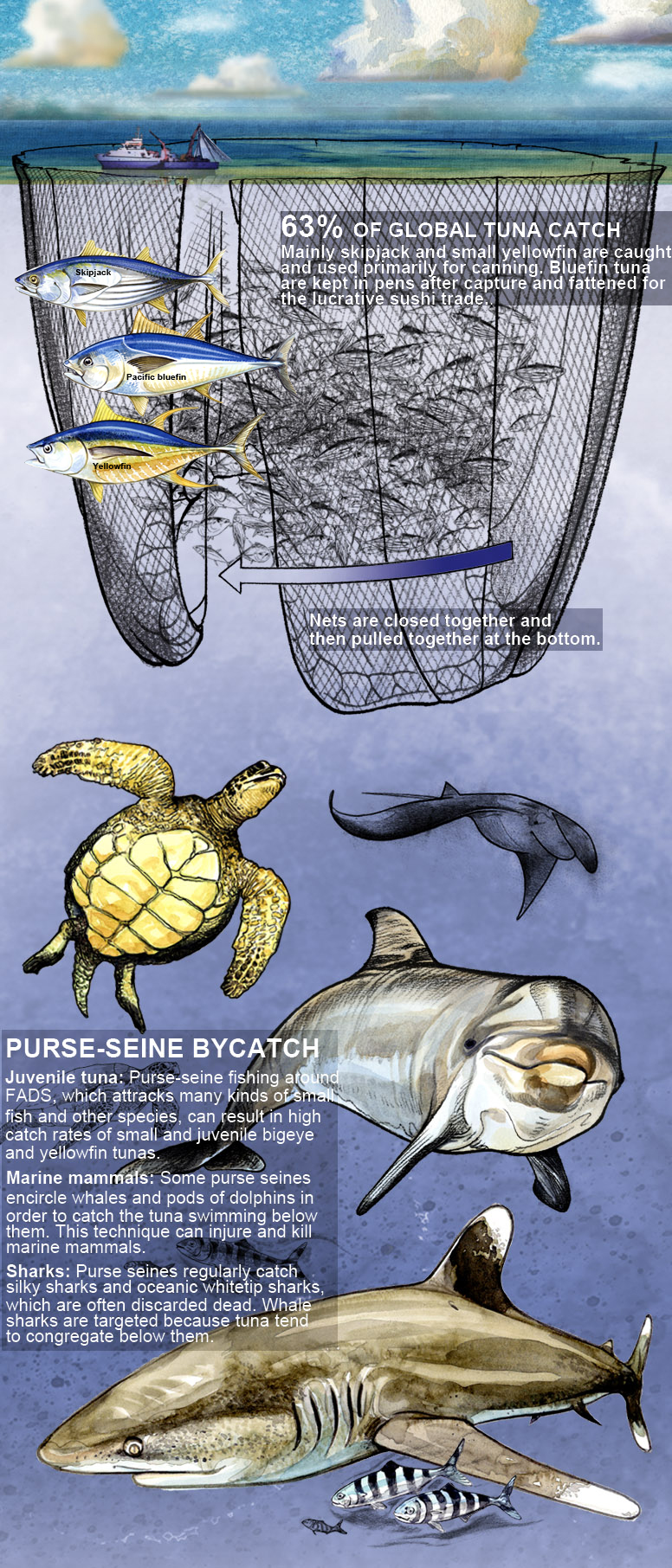 Purse seine boats docked side by side at the General Santos City Fish... |  Download Scientific Diagram