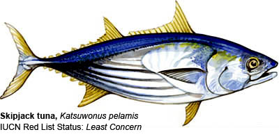 tuna-skipjack-iucn-400-lw-2.