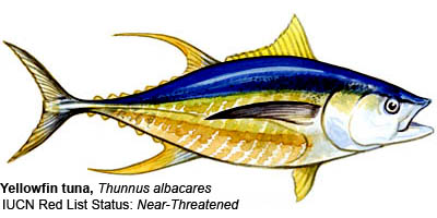 tuna-yellowfin-iucn-400-lw