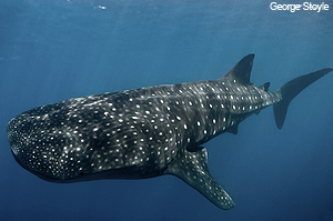 Whale shark