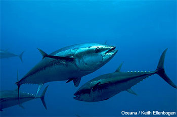 Bluefin