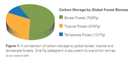 bor-carbon-storage-chart