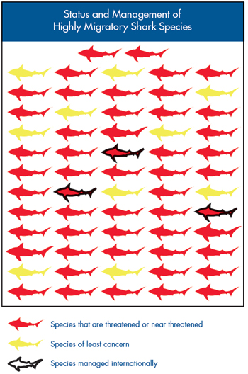 Status of HMS Shark Species