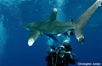 Sharks in Fiji