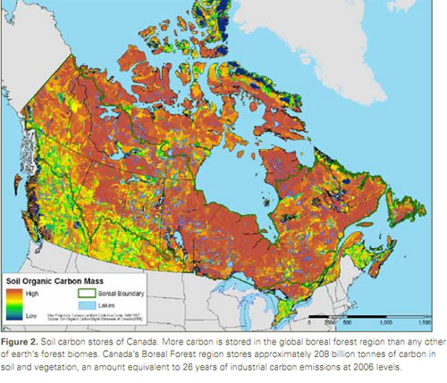 bor-soil-carbon-mass