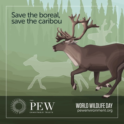 WWD2014-Tile-Caribou WWD2014-Tile-Caribou