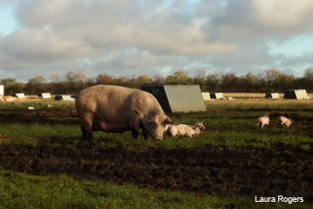 Nielli and Tommy Simmelsgaard's farm.