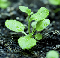 An example of Arabidopsis