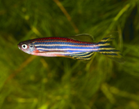 BIO_Zebrafish_200x150_np_RF.jpg