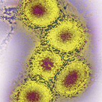 The Coronavirus