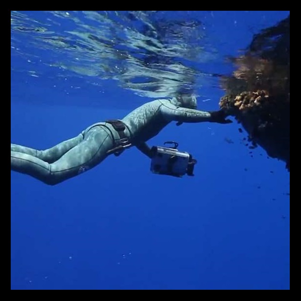 Diver approaches floating sea plants.