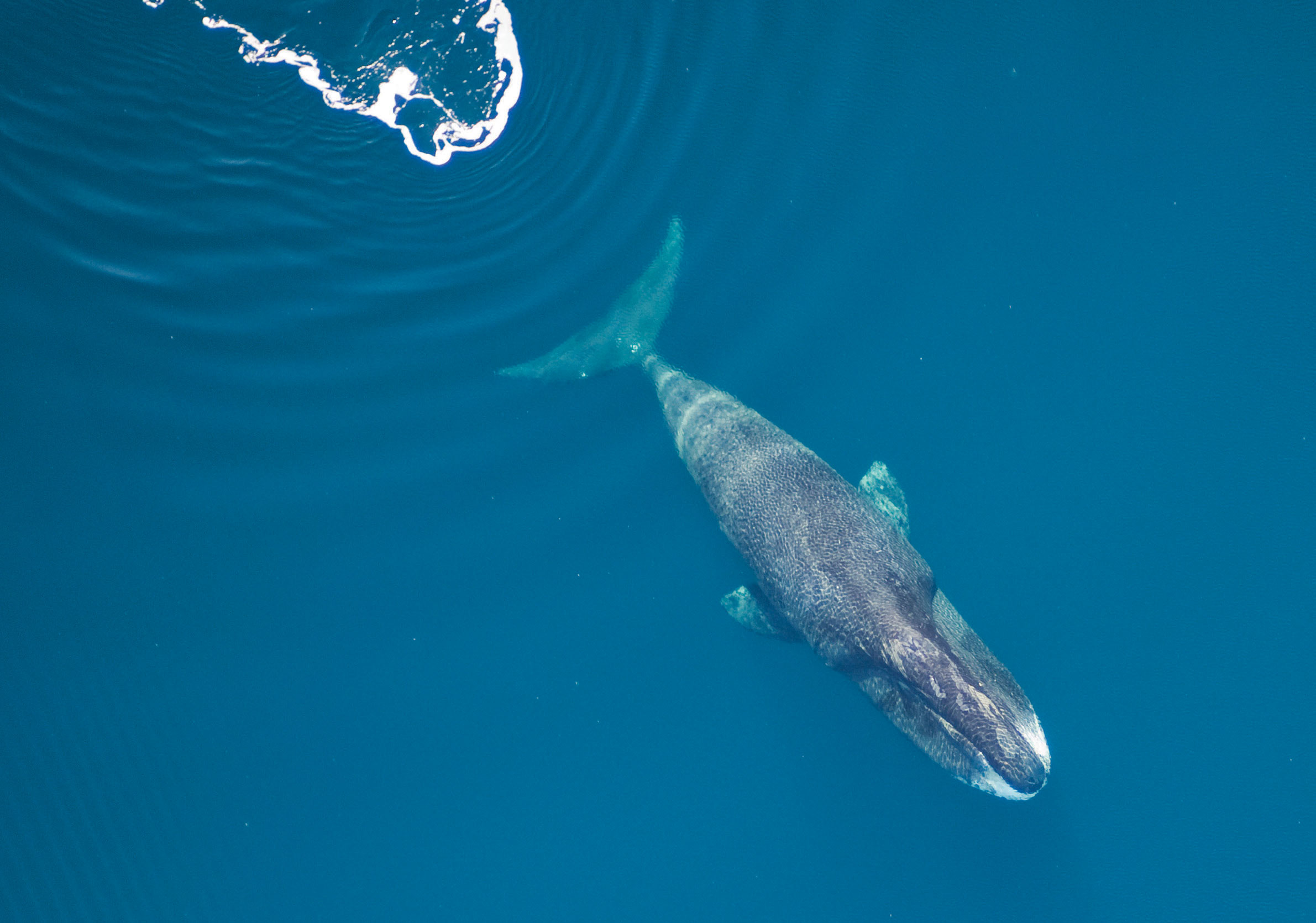 Bowhead кит