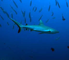 Reef Shark