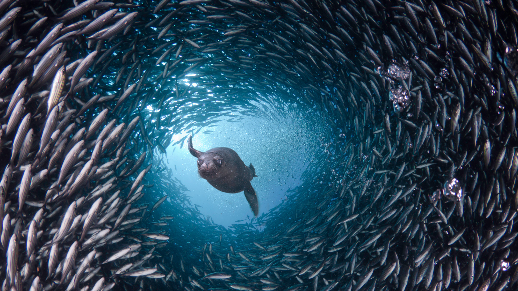 What Makes A Fish A Fish? Common Characteristics Of Fishes - Dive Training Magazine