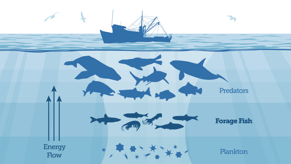 Key link in a healthy food web: Forage fish