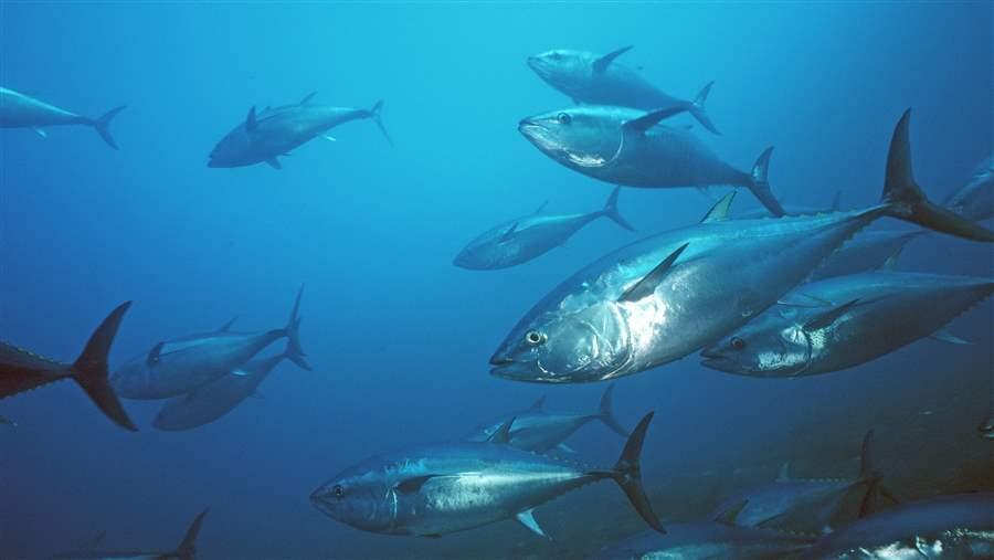 tuna