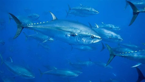 Atlanic Bluefin Tuna_Richard Herrmann_SeaPics