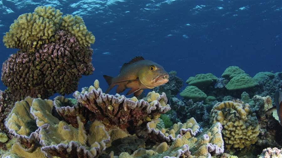 Pacific Remote Islands Marine National Monument 