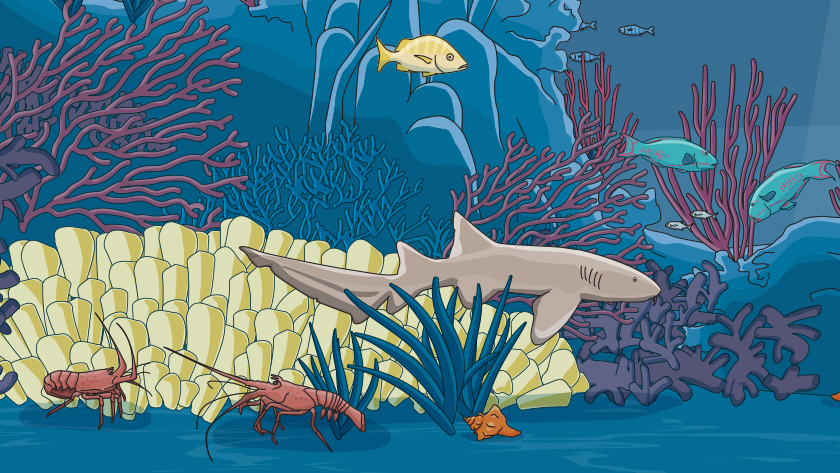 Illustrated nurse shark with coral