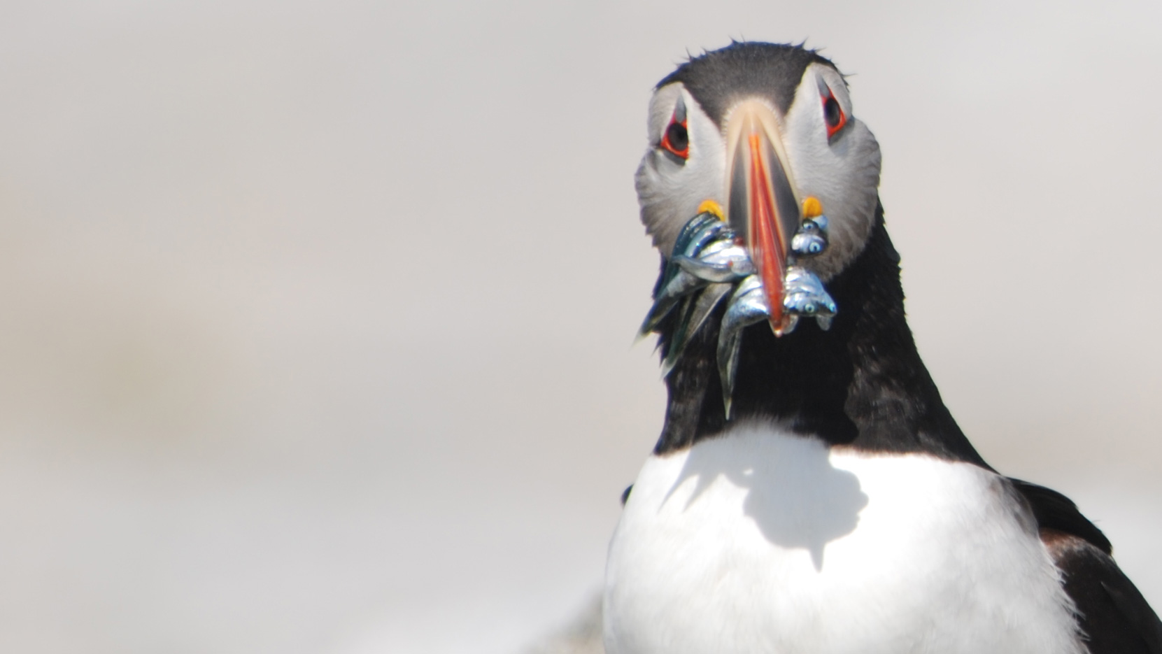 puffin head-on