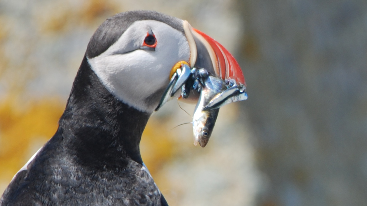 puffin side view