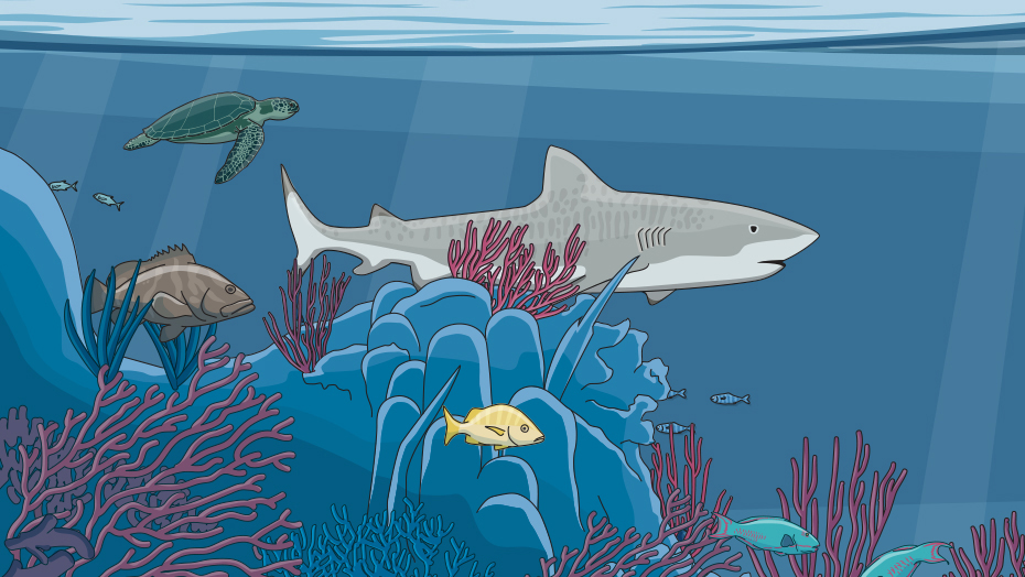 Illustrated tiger shark