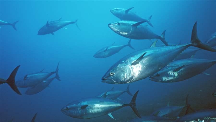 TUNA_PACIFIC_BLUEFIN_MO_RF