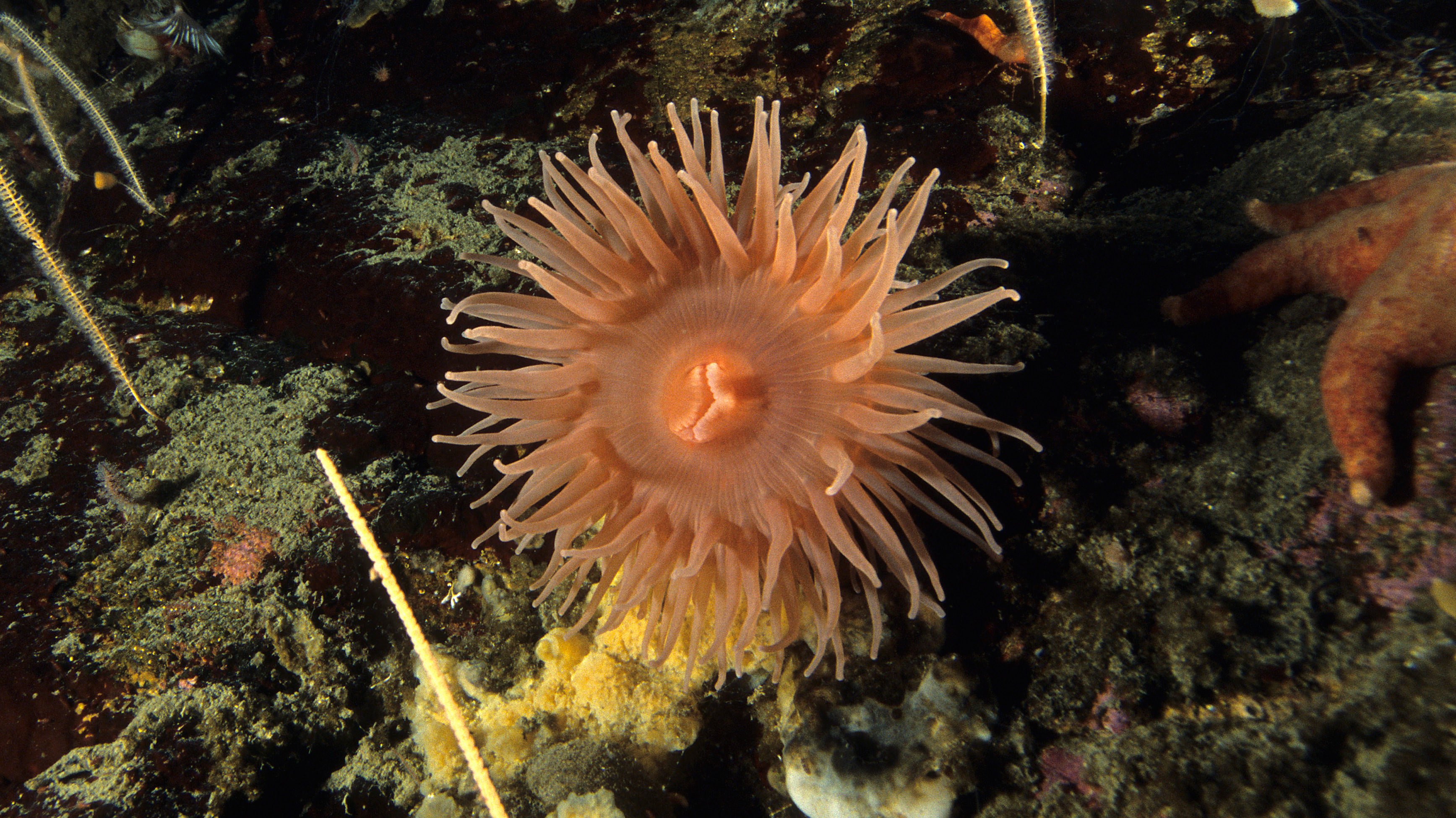 Antarctic Anemone