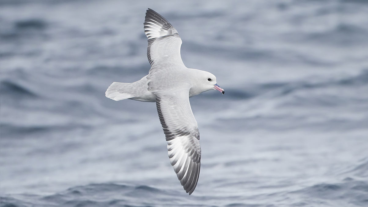 Antarctic fulmar