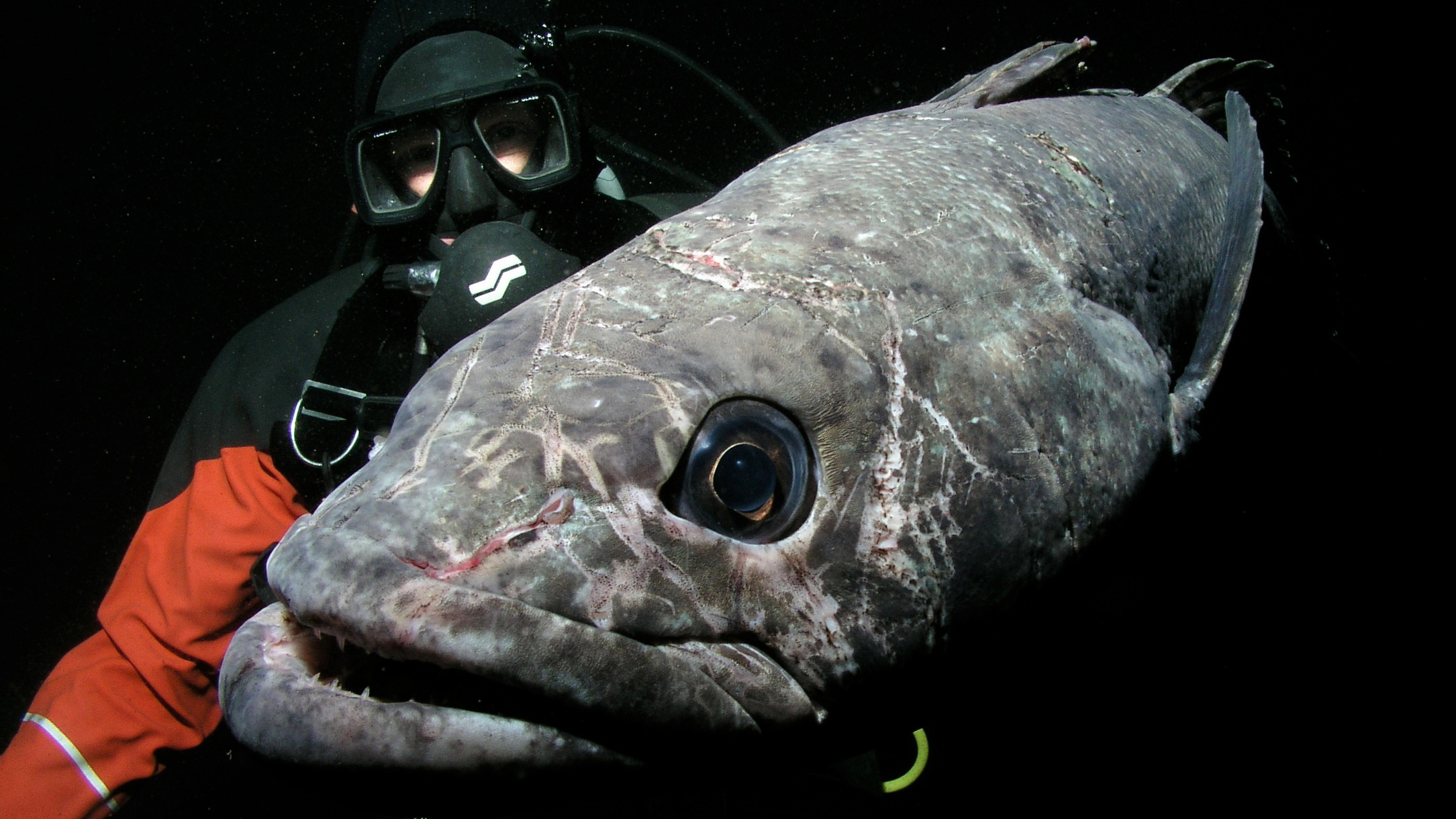 Antarctic toothfish