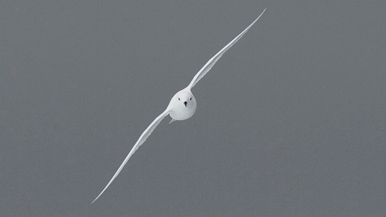 Snow petrel