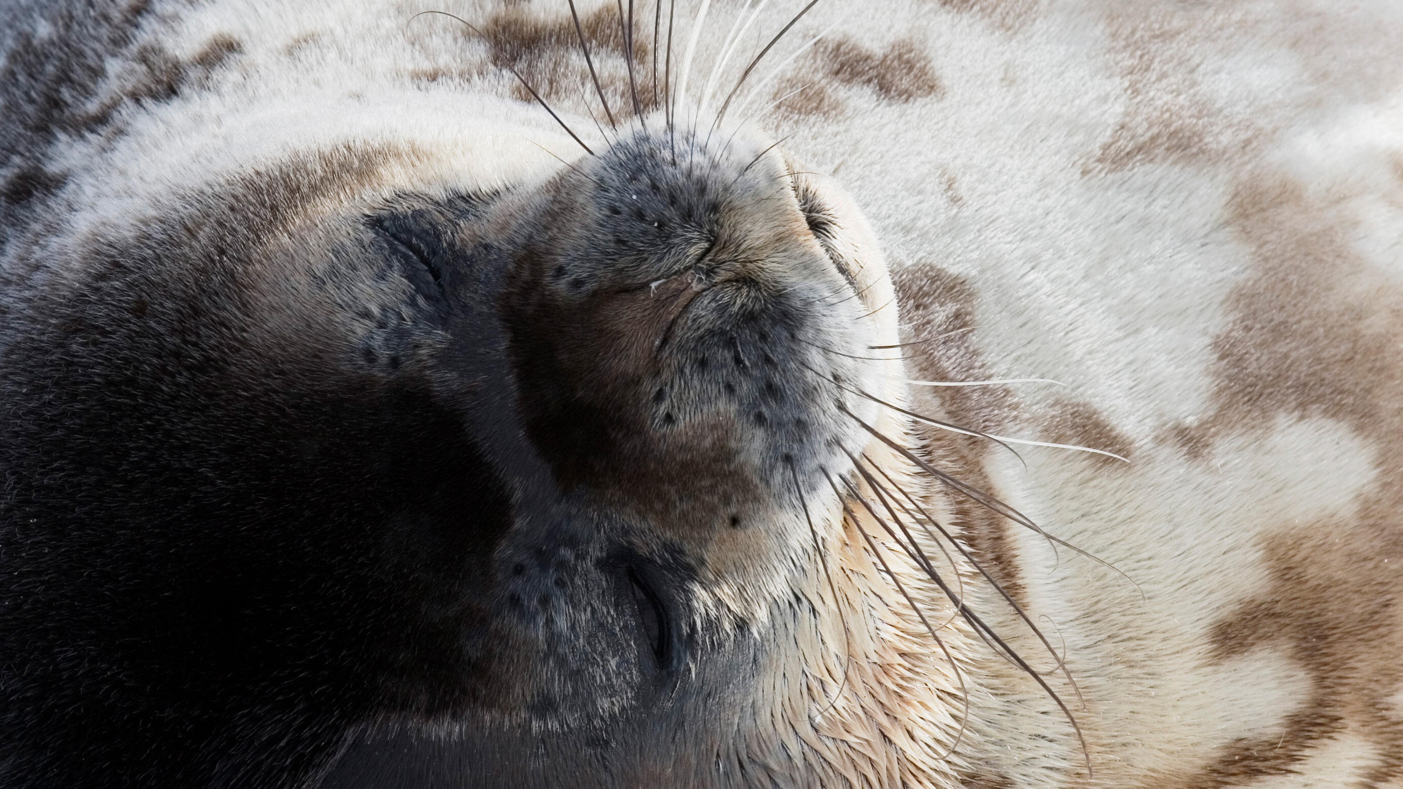 Weddell Seal